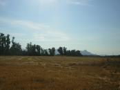 Cerchiamo in affitto terreni agricoli